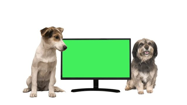 two mongrel dogs and a computer monitor on a white background