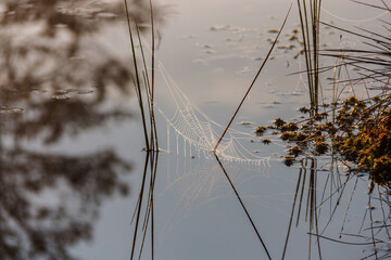 Spider web in reeds over water.