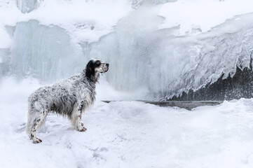 english setter at the waterfall in winter