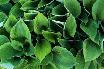 Obraz premium green leaves of the host plant close up in summer