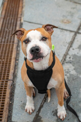 Outdoor portrait of a cute red American Staffordshire Terrier in harness . Dog sitting on the asphalt in the Tallinn city center and looking in to the camera.