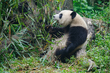 Fototapeta premium Giant panda bear eating bamboo in forest