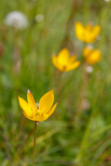 Tulipa sylvestris, the wild tulip or woodland tulip. Blurred background.
