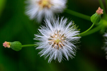 Flor dente de leão