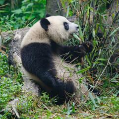 Fototapeta na wymiar Giant panda bear eating bamboo in forest