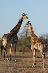 Obraz na płótnie Canvas Southern Giraffe seen on a safari in South Africa