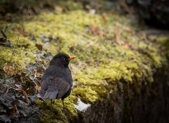 Fototapeta premium A blackbird stand on the ground looking for food while the sun is shining