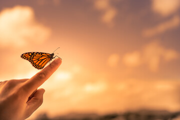 butterfly on the hand against sunset background 