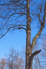 tree in the park