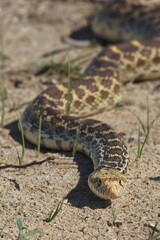 Bull Snake close up 