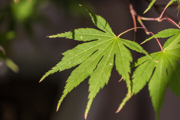 fleur sur le lac de côme - italie
