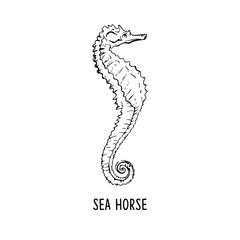 Fototapeta premium Elegant line seahorse, vector art illustration 