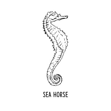 Elegant line seahorse, vector art illustration 
