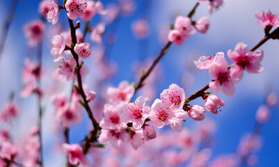 pink cherry blossom