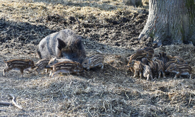 Wildschweine mit Nachwuchs