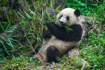 Giant panda bear eating bamboo in forest