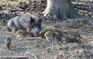 Wildschweine mit Nachwuchs