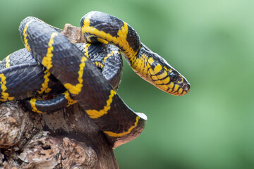 Angry the gold-ringed cat snake, trying to attack, front view of boiga dendrophillia	