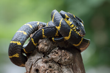 Angry the gold-ringed cat snake, trying to attack, front view of boiga dendrophillia	
