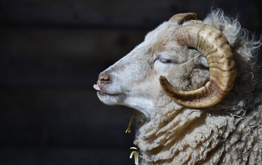 Ostpreu&szlig;ische Skudde