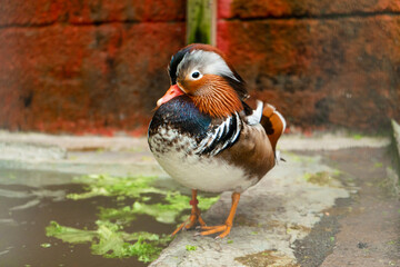 Mandarin duck or Aix galericulata at bird farm