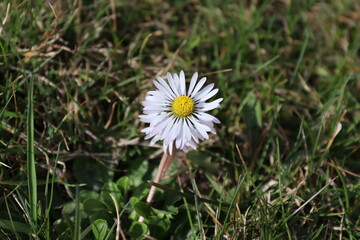 The first spring flower of a daisy in the grass.
