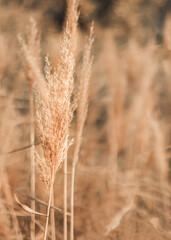 Pampas grass. Abstract natural minimal background of Cortaderia selloana fluffy plants moving in the wind.