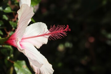Hibiskus in weiß mit rotem Stempel © Manfred Richter