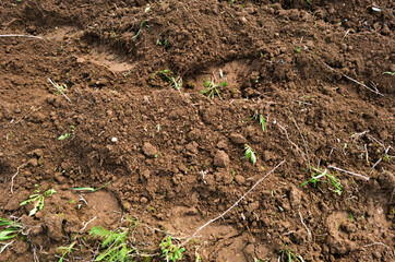 The texture of the earth is close-up. Soil, cultivated land, brown background of the earth. Organic gardening, agriculture. Ecological texture, pattern. Dirt on the field. Background.
