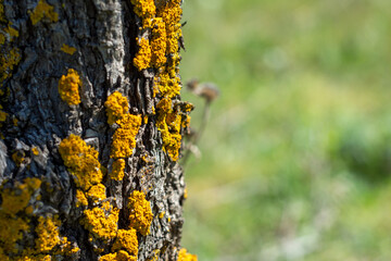 Close up on a moss-covered tree trunk
