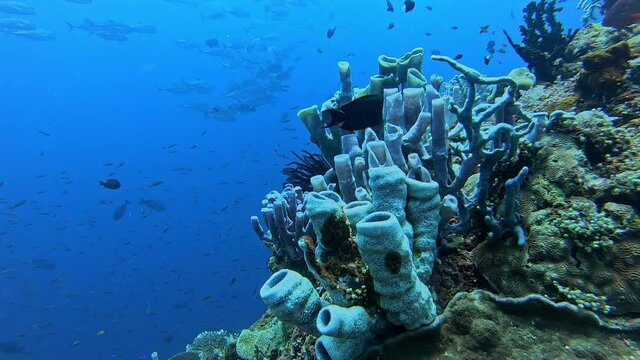 Slowly moving over a tropical coral reef surrounded by abundant marine life and scuba divers in the background.