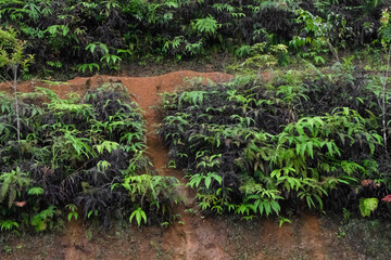 Large green leaves of plants in the jungle