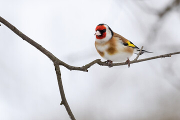 European goldfinch is colorful multicolored little bird