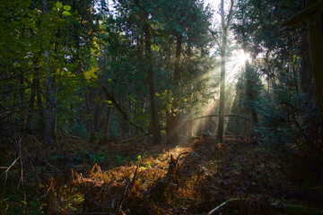Light beam shines through the forest in the National Park
