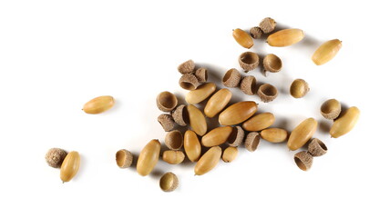 Dry, brown acorns isolated on white background, top view