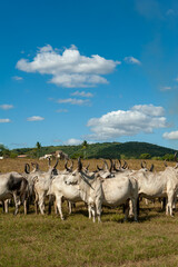 Livestock. Cattle in the field in Alagoinha, Paraiba State, Brazil on April 23, 2012.