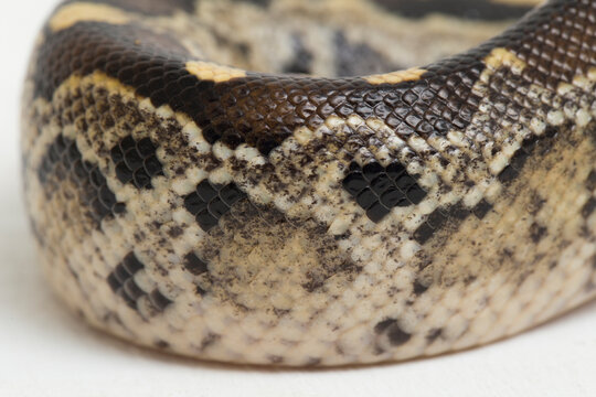 Borneo short-tailed blood python snake (Python curtus breitensteini) isolated on white background.