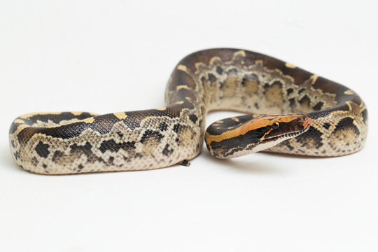 Borneo short-tailed blood python snake (Python curtus breitensteini) isolated on white background.