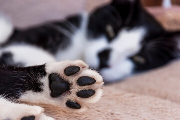 Paw of a black and white cat close up and the cat itself on a blurred background