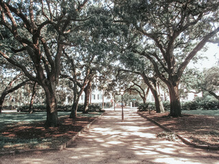 trees in the park