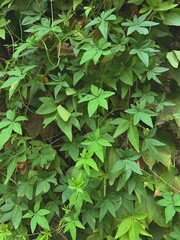 Pared con enredadera y hojas - Wall with creeper and leaves