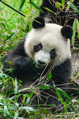 Obraz premium Giant panda bear eating bamboo in forest