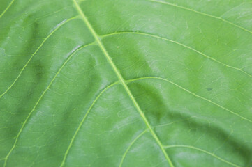 Green leaf found in Brazil's forests