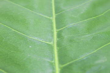 Green leaf found in Brazil's forests