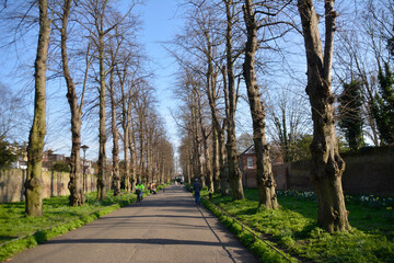 tree lined path in the park