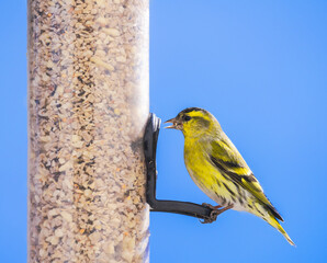 Male siskin bird sitting on a bird feeder
