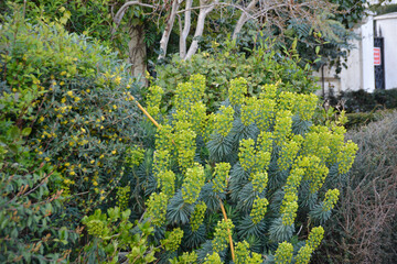 Shrubs in the park