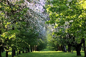 Naklejka premium trees in the park