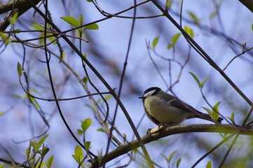 Une mésange charbonnière perchée sur une branche