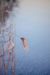Eisvogel